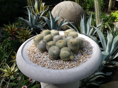 Fuzzy-cactus
