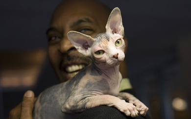 Grand-champion-sphynx