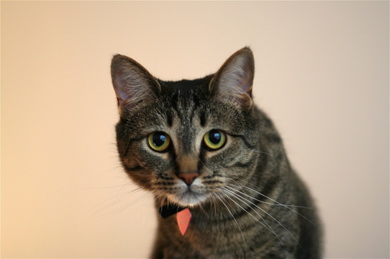 Hector-portrait