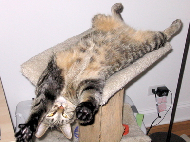 Hector-stretching