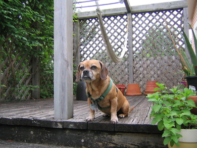 Honey-the-chug