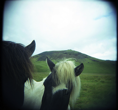 Icelandic-holga-horses