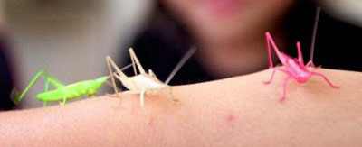 Katydids