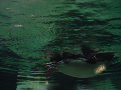 Lincoln-park-penguin