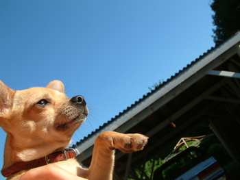 Lola-cruising-in-housy-350