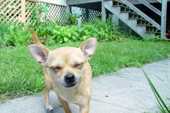Lola-in-garden