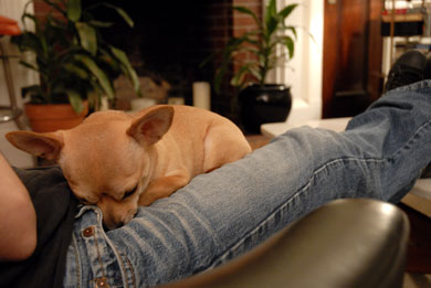 Lola-sleeping