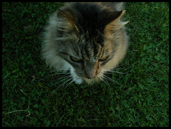 Mikael-cat-350
