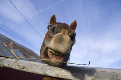 Montana-horse