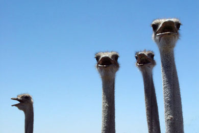 Ostrich-heads