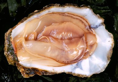 Oyster-on-the-half-shell
