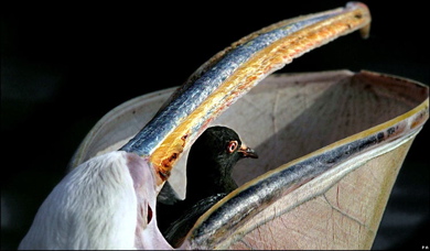 Pelican_swallowing_pigeon