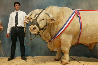prize-bull.jpg