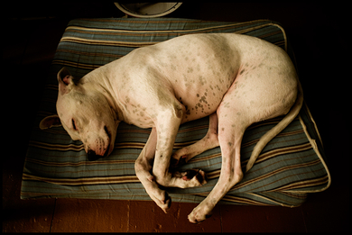 Putney-sleeping