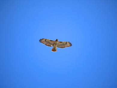 Red-tailed-hawk