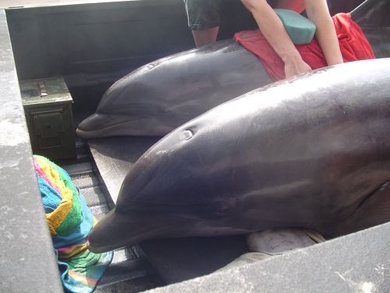 Saving-beached-dolphins-in-galveston
