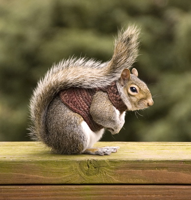 Squirrel-in-sweater