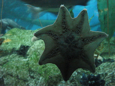 Starfish-on-glass