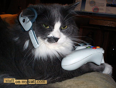 Stuff-on-my-cat-390