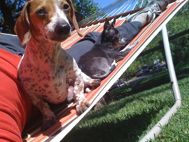 Sunning-on-the-hammock