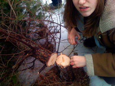 Tree_felling