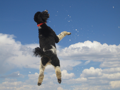 Tucker-goes-skyward