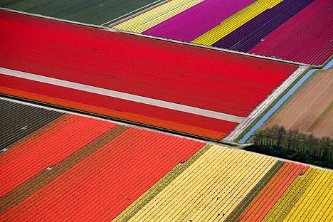 Tulips2pa0605_468x312