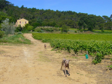 Weimaraner-in-provence