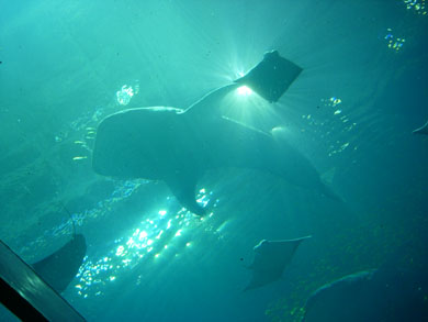 Whale-shark