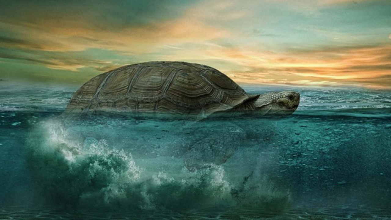 A Los 344 A os Muere Alagba La Tortuga M s Vieja De frica Quintana 