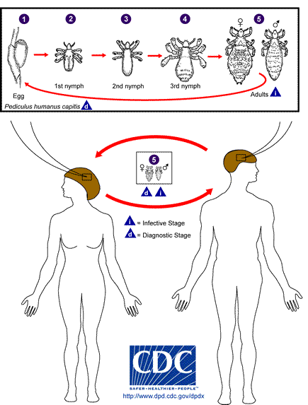 Lice Life Cycle Lice Life Cycle