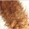 Parasite example 2