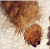 Parasite example 1
