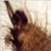 Parasite example 3