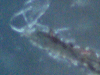 skin sample 1