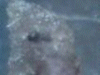 skin sample 1