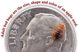 Bed Bugs Information
