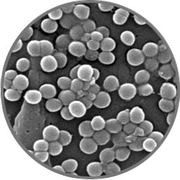 Staph Strain under the Microscope