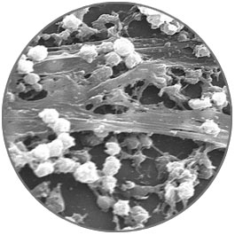 Staph Strain