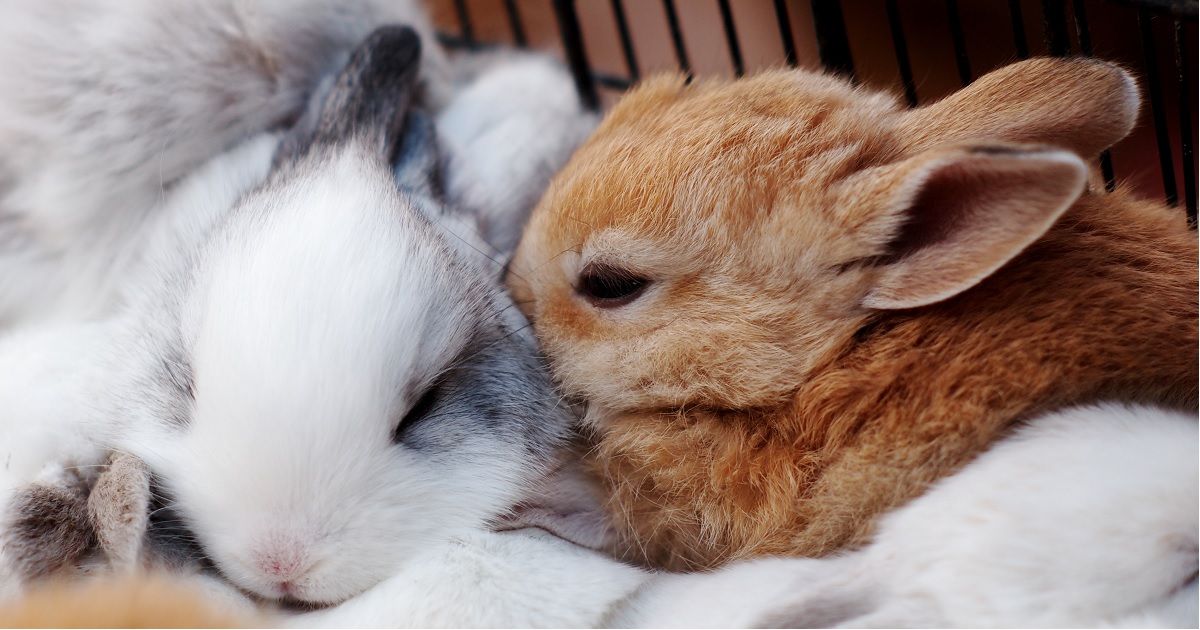 Can Rabbits Live Together Bunny Paradise Or Disaster Bunnyopia