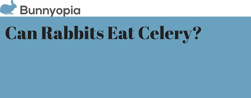 Can Rabbits Eat Celery? Can Rabbits Eat Celery?