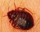 bedbug