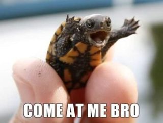 1327589612_come-at-me-bro-turtle.jpg