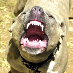1337133627_pitbull.jpeg