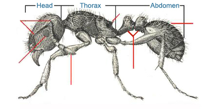 Rappers are like ants to me, I stab 'em in the thorax – Til I Die
