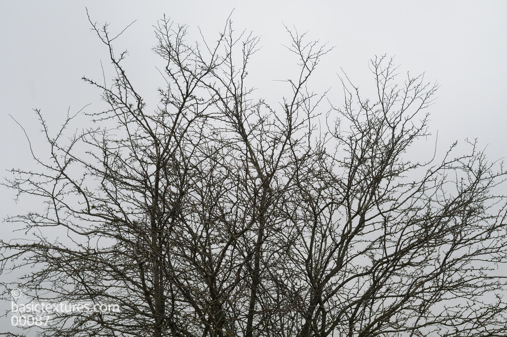 bough définition What is