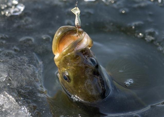 Fish_Hooked_1.jpeg