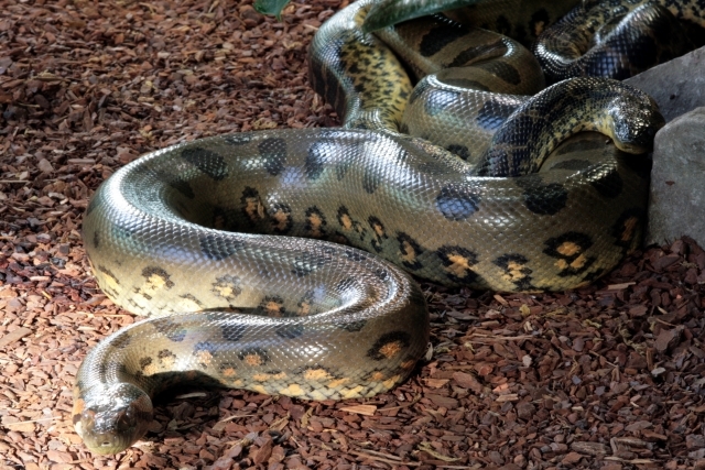 Anakonda – Massaka Kokain 2 by Massiv