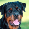 Rottweiler's photo