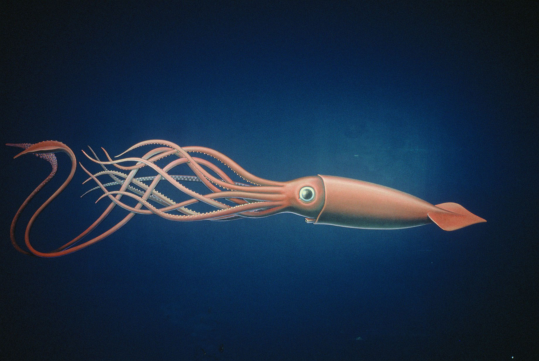 filepicker%2F6vBI3N6Tli0RlRvjZuCw_squid.jpg